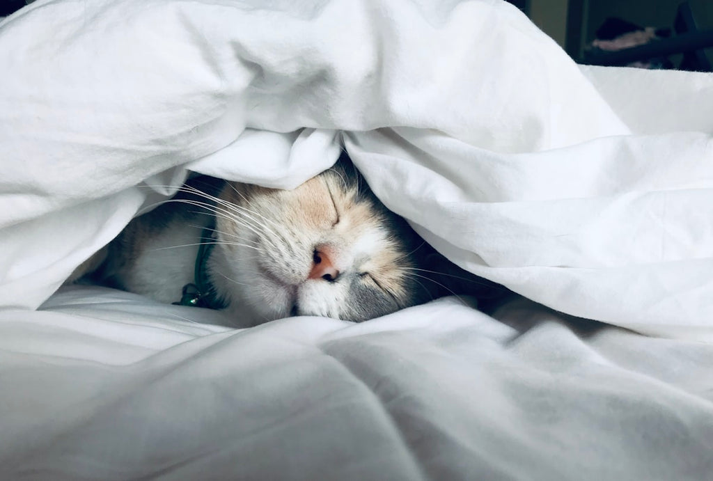 Femme qui dort paisiblement — GUIIN